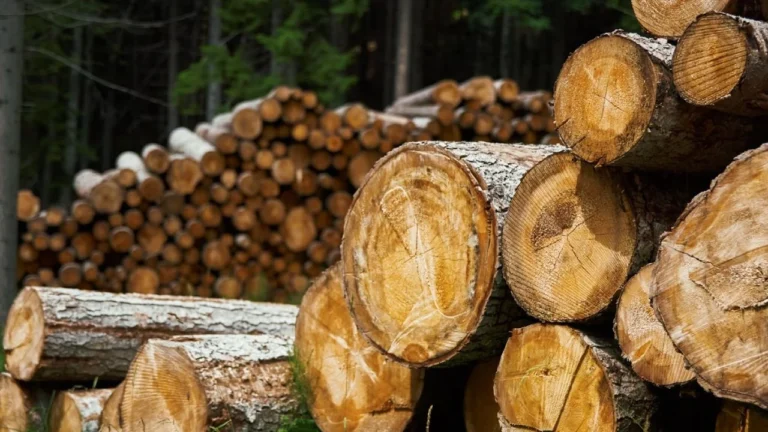 L’inganno del legno russo: l’Europa e l’Italia rischiano di diventare complici inconsapevoli di un mercato che aggira le sanzioni