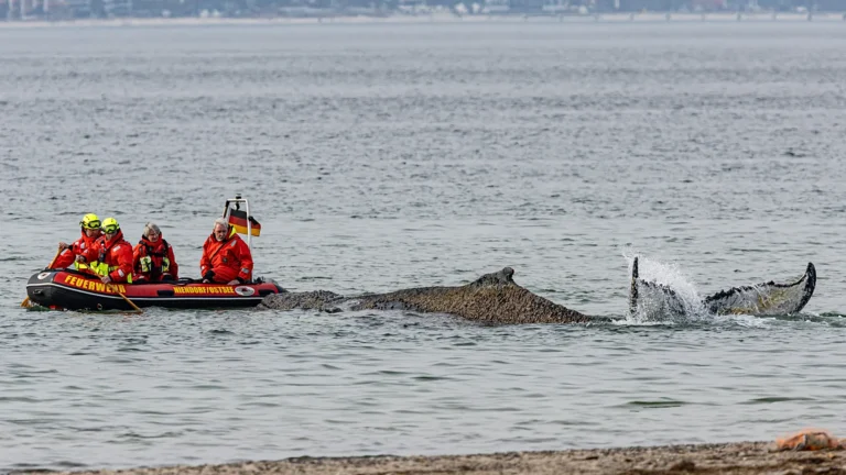 Mar Baltico: mistero della balena arenata, immobile a due metri di profondità