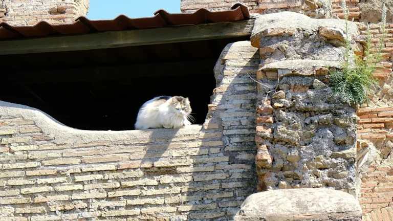 Roma di corsa con i gatti: nuovo tour running nell’Eterna Città