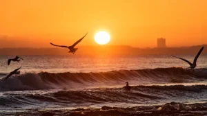 Il “cannibale del mare” conquista il Baltico e mette a rischio le specie autoctone