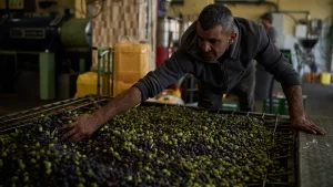 5 attiviste italiane fermate durante la raccolta delle olive in Cisgiordania, la Farnesina: rilascio immediato
