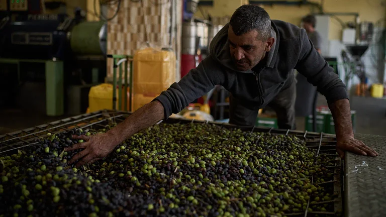 5 attiviste italiane fermate durante la raccolta delle olive in Cisgiordania, la Farnesina: rilascio immediato